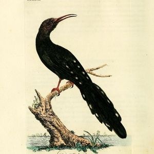 Meet your Posher, Allie